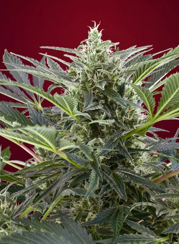 Cream 47 – Sweet Seeds – Feminizowane