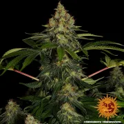 Shiskaberry