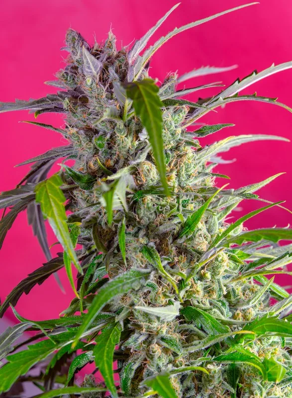 Crystal Candy Auto – Sweet Seeds – Autoflowering