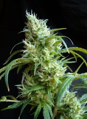 Flash Back #2 – Sweet Seeds – Feminizowane