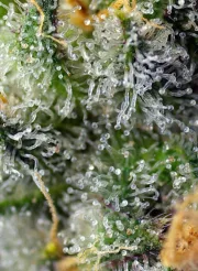 Indigo Berry Kush – Sweet Seeds – Feminizowane