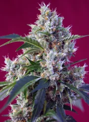 Indigo Berry Kush – Sweet Seeds – Feminizowane