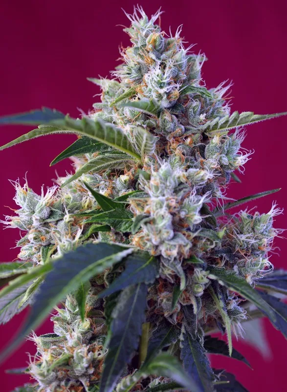 Indigo Berry Kush – Sweet Seeds – Feminizowane