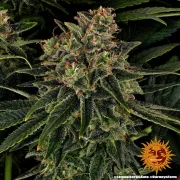 Skywalker OG Auto – Barneys Farm – Autoflowering