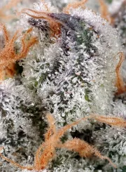 Sweet Cheese