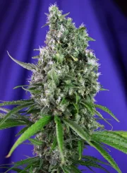 Sweet Trainwreck Auto – Sweet Seeds – Autoflowering