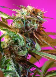 Wild Rose – Sweet Seeds – Feminizowane