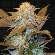 Critical Hog – TH Seeds – Feminizowane
