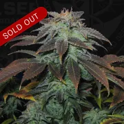 Heavy Duty Fruity – TH Seeds – Regularne