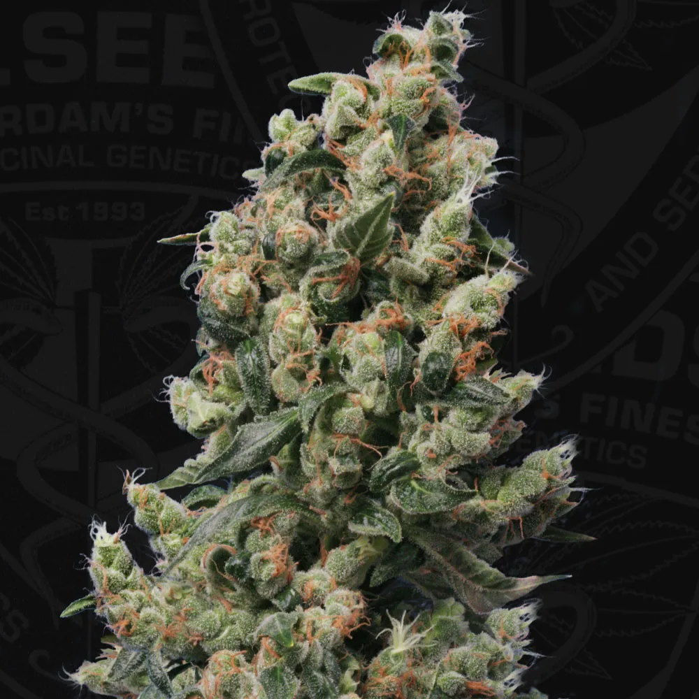 Kushage – TH Seeds – Regularne