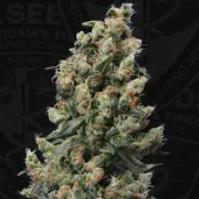 Kushage – TH Seeds – Regularne