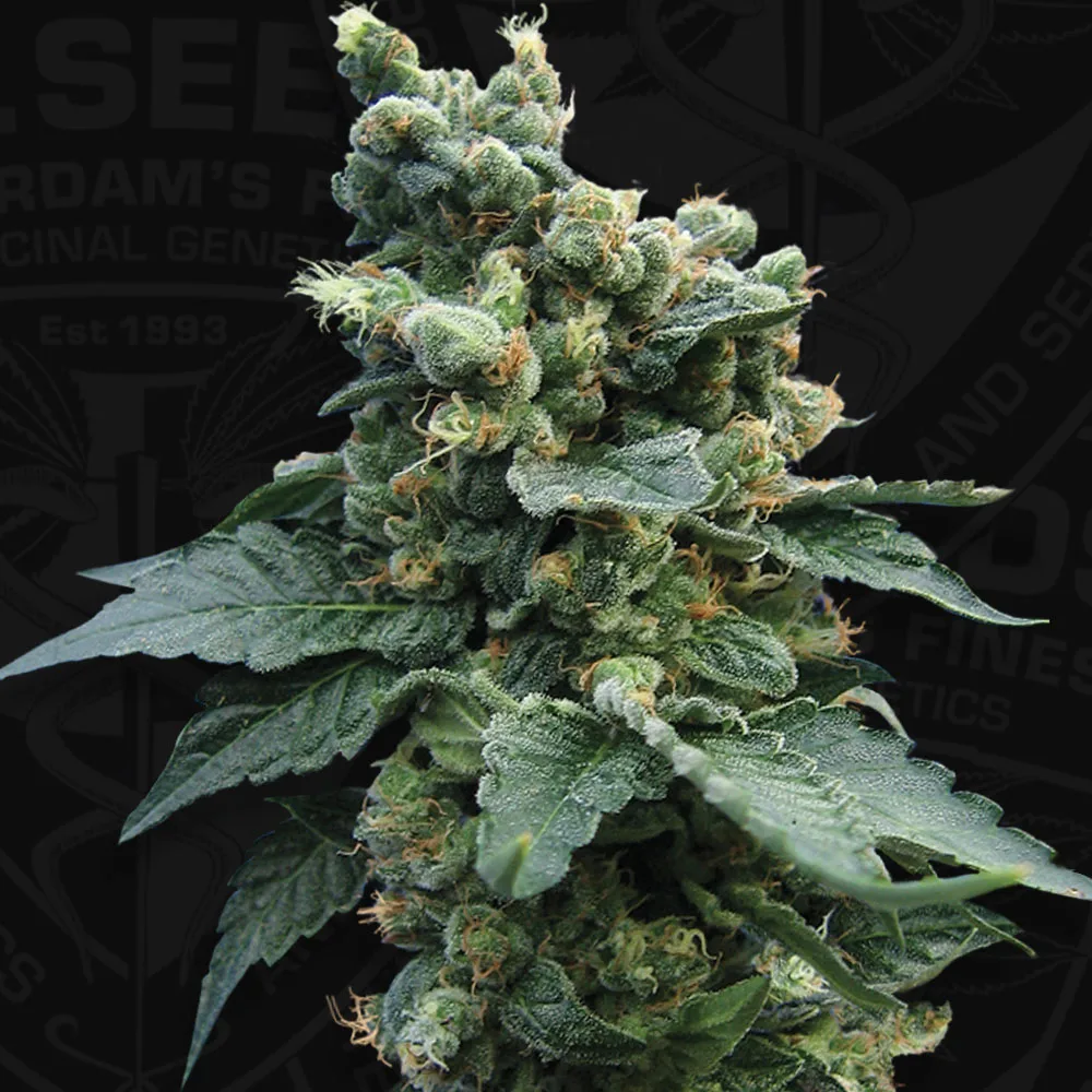 Sage N Sour – TH Seeds – Feminizowane
