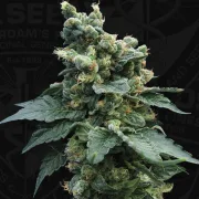 Sage N Sour – TH Seeds – Feminizowane