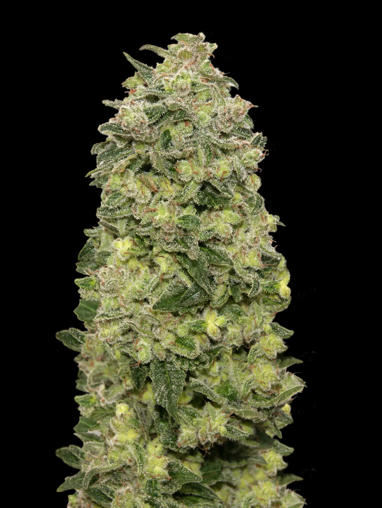 Auto Afghan Skunk – Advanced Seeds – Autoflowering