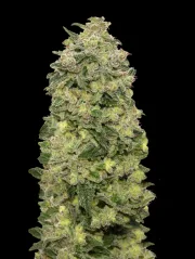 Auto Afghan Skunk – Advanced Seeds – Autoflowering