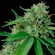 Brazil Amazonia – World of Seeds – Regularne