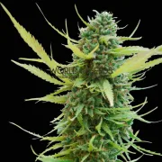 Colombian Gold – World of Seeds – Regularne