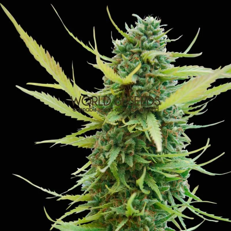 Colombian Gold – World of Seeds – Regularne