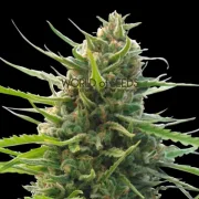 Kilimanjaro – World of Seeds – Regularne