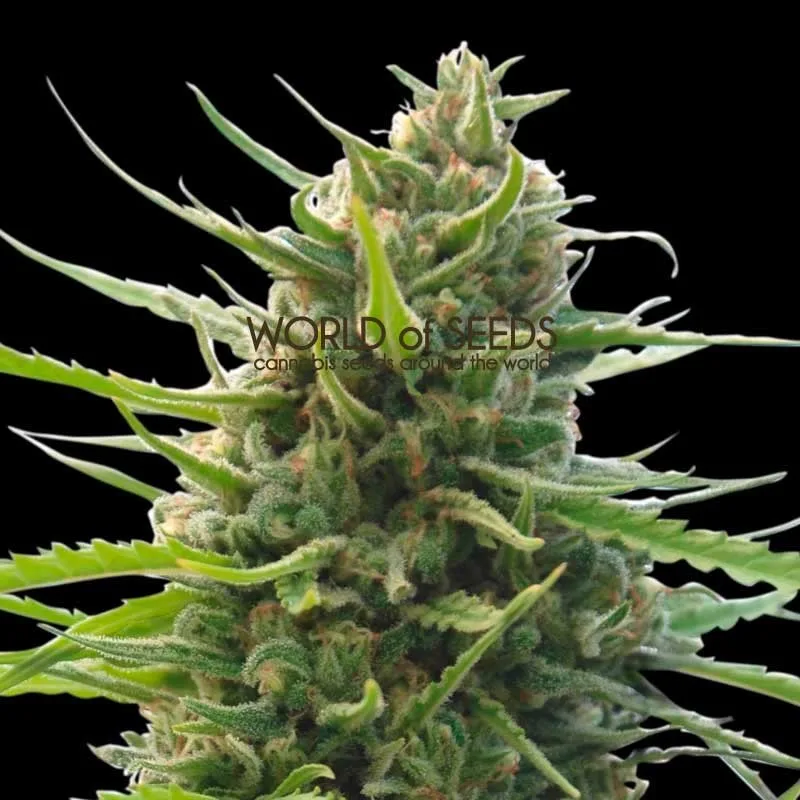 Kilimanjaro – World of Seeds – Regularne