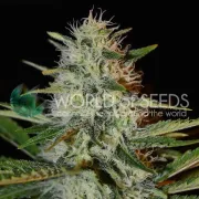 Kilimanjaro – World of Seeds – Regularne