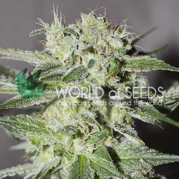 Pakistan Valley – World of Seeds – Regularne