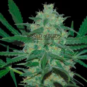 Pakistan Valley – World of Seeds – Regularne