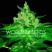 Afghan Kush – World of Seeds – Feminizowane