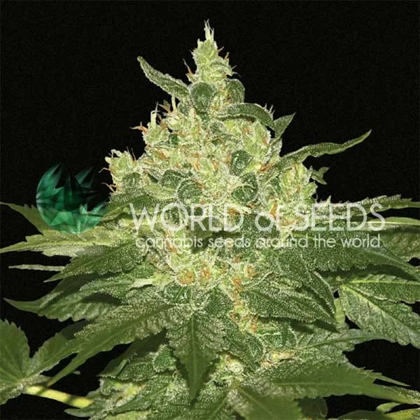 Afghan Kush – World of Seeds – Feminizowane