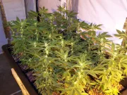 Afghan Kush – World of Seeds – Feminizowane