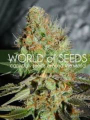 Afghan Kush Special – World of Seeds – Feminizowane