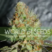 Afghan Kush Special – World of Seeds – Feminizowane