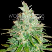 Afghan Kush x Black Domina – World of Seeds – Feminizowane