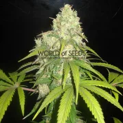 Afghan Kush x Yumbolt – World of Seeds – Feminizowane