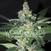 Amnesia – World of Seeds – Feminizowane