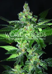 Amnesia – World of Seeds – Feminizowane