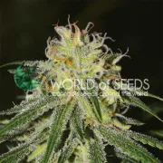 Amnesia – World of Seeds – Feminizowane