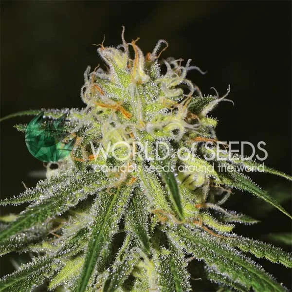 Amnesia – World of Seeds – Feminizowane