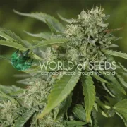 Brazil Amazonia – World of Seeds – Feminizowane