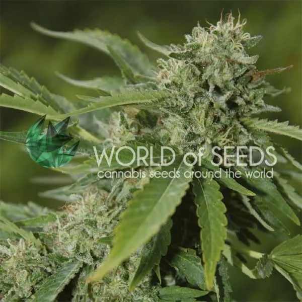 Brazil Amazonia – World of Seeds – Feminizowane