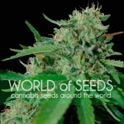 Brazil Amazonia – World of Seeds – Feminizowane
