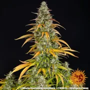 Watermelon Zkittlez Auto