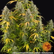 Watermelon Zkittlez Auto