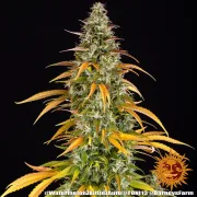 Watermelon Zkittlez Auto