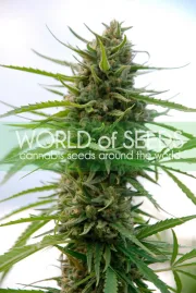 Kilimanjaro – World of Seeds – Feminizowane