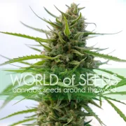 Kilimanjaro – World of Seeds – Feminizowane