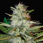 Kilimanjaro – World of Seeds – Feminizowane
