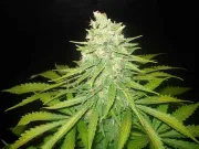 Mazar x Great White Shark – World of Seeds – Feminizowane