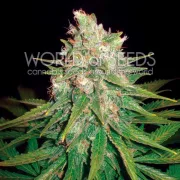 Mazar x Great White Shark – World of Seeds – Feminizowane