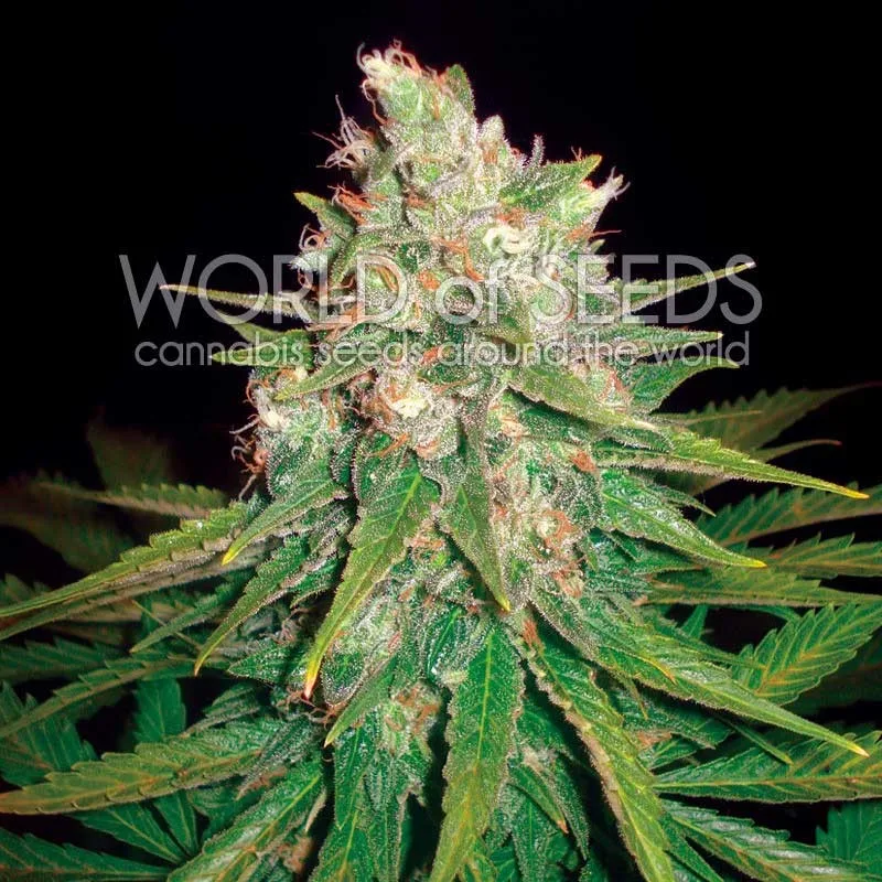 Mazar x Great White Shark – World of Seeds – Feminizowane